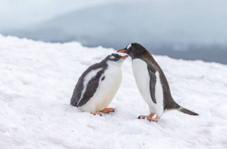 Two penguins in Antarctica