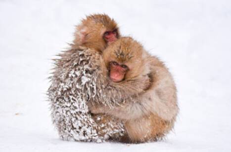 A close-up image of two Snow Monkeys in Japan