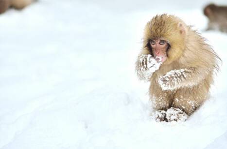 The best place to see snow monkeys in Japan | ROL Cruise Blog