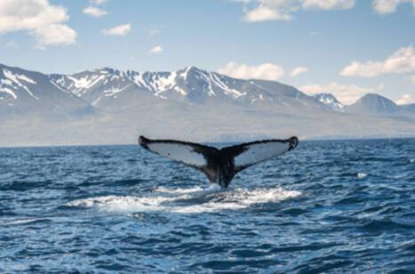 The best whale watching cruises | ROL Cruise Blog