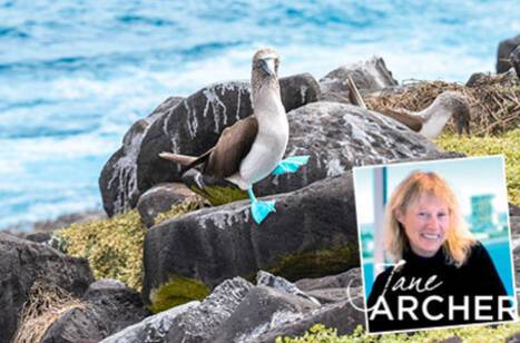 A blue-footed booby on a rock in the Galapagos Islands