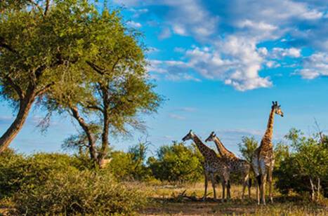 The best time to cruise to South Africa | ROL Cruise Blog