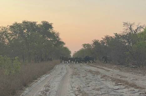 All the animals we saw on safari with Rovos Rail | ROL Cruise Blog