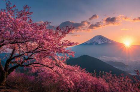 Panoramic sunrise over Mt. Fuji with cherry blossoms
