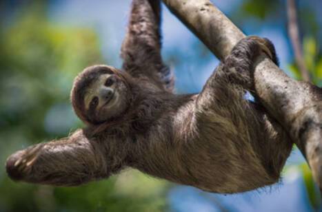 Sloth hanging from a tree in the rainforest