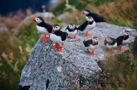 A group of Atlantic puffins on the island of Runde in Norway
