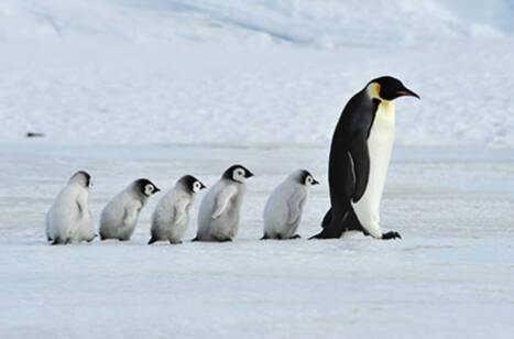 Wildlife photography tips