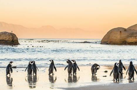 Penguins around the world, celebrating #WorldPenguinDay | ROL Cruise Blog