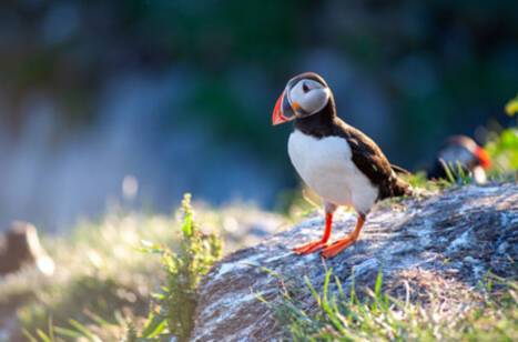 A close-up image of a Puffin in the British Isles