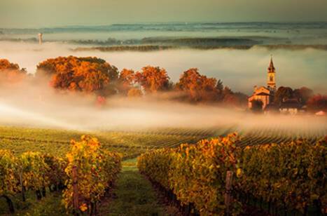 Great Wine Capitals of the World