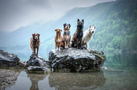 Dog breeds around the world | ROL Cruise Blog
