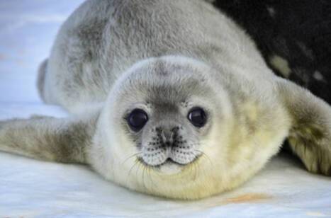 Weddell Seal in Antarctica