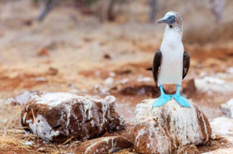 A blue-footed booby in the Galapagos