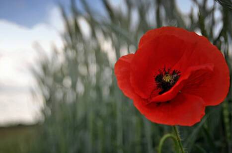 The Royal British Legion Poppy Appeal 2020 | ROL Cruise Blog