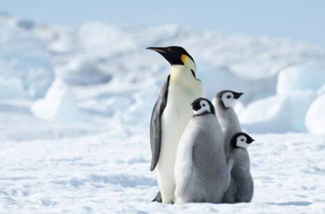 The best cruise ships for expedition cruises | ROL Cruise Blog