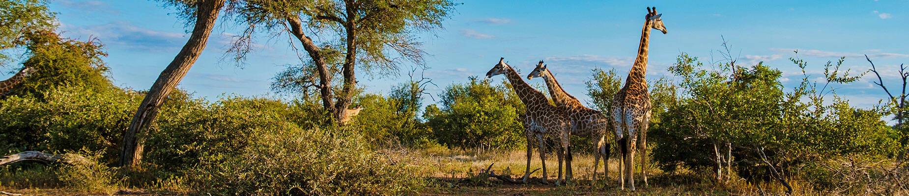 Three giraffes in Kruger National Park