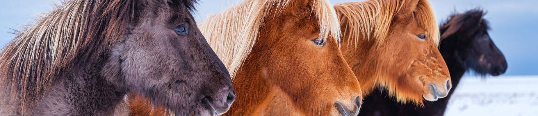 A group of Icelandic horses