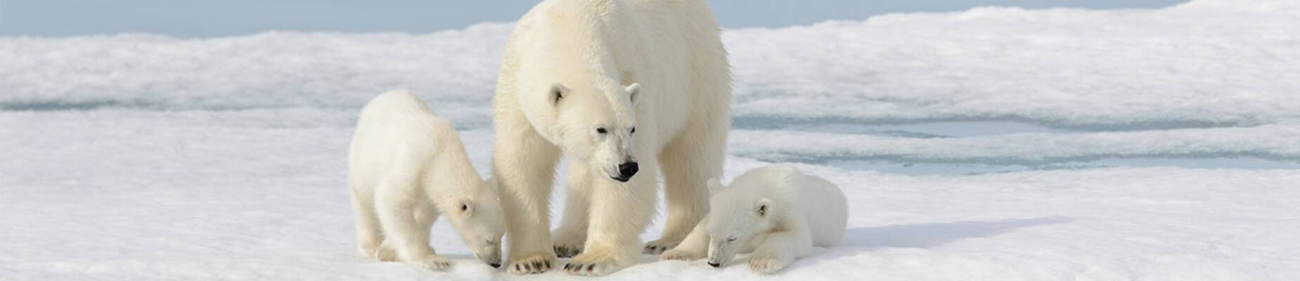 Facts about polar bears