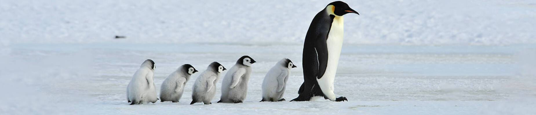 Wildlife photography tips