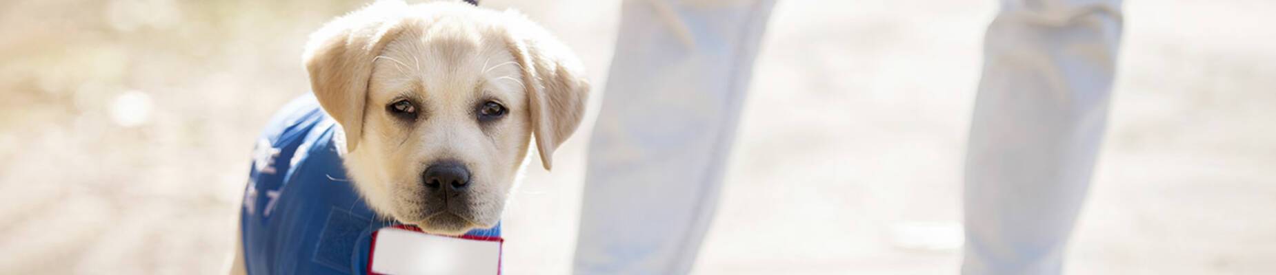 Guide dogs on cruise ships