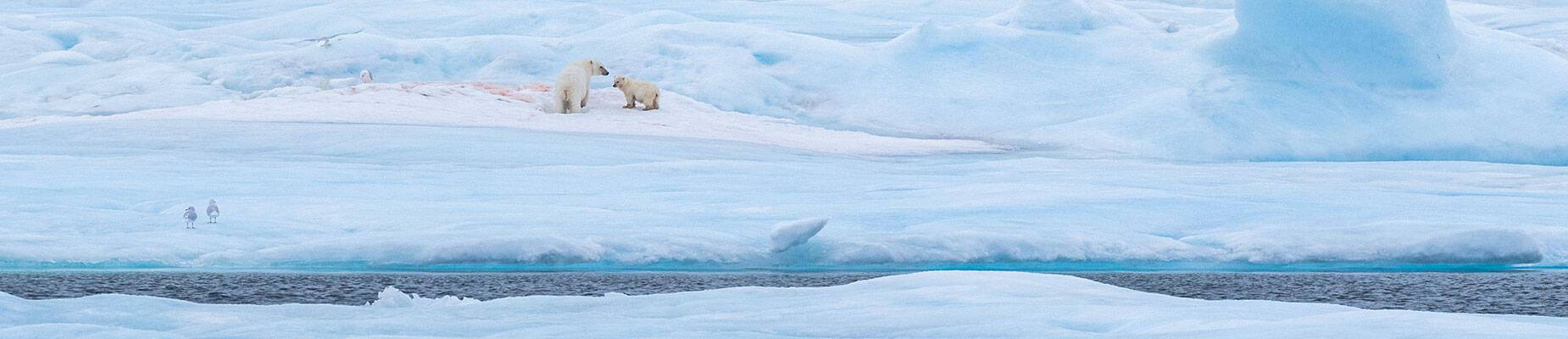 Two polar bears playing in the snow