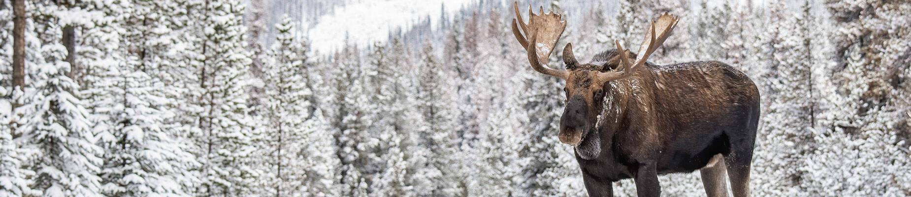 A moose trekking through the snow in Jasper, Canada
