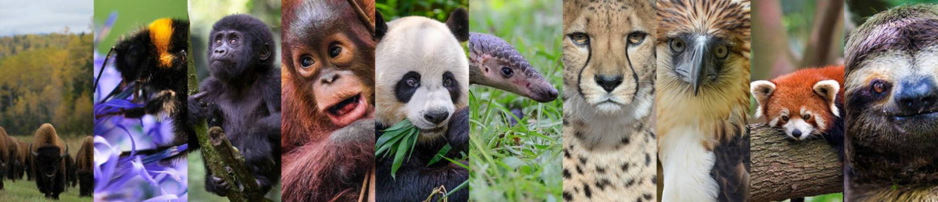 Wildlife conservation projects around the world