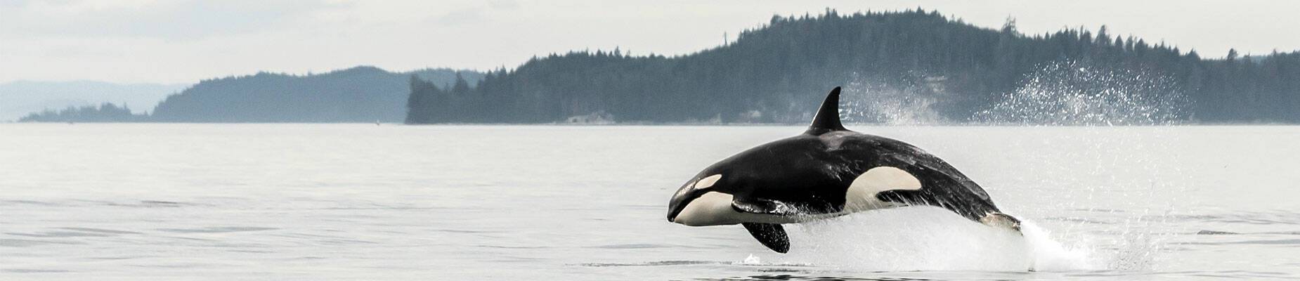 A whale breaching in the water