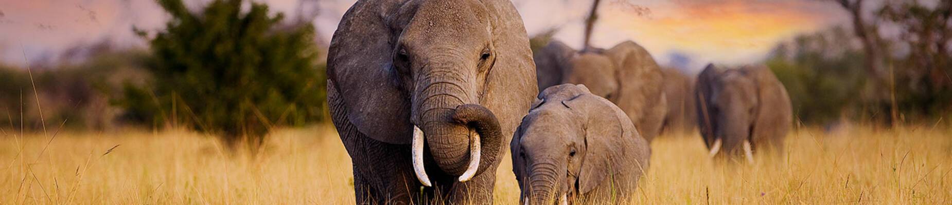 Best cruise destinations for animal lovers