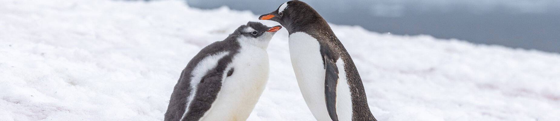 Two penguins in Antarctica