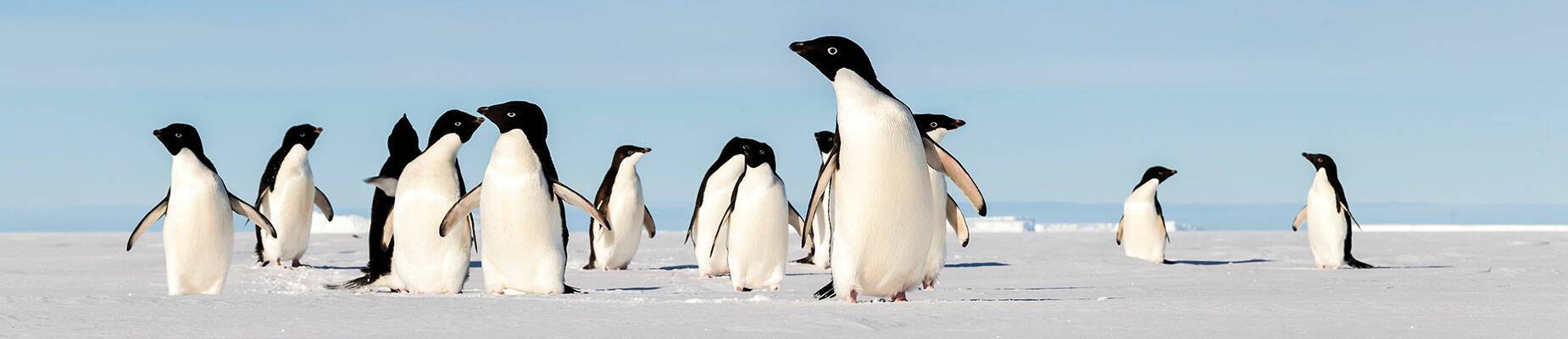A group of Adelie penguins