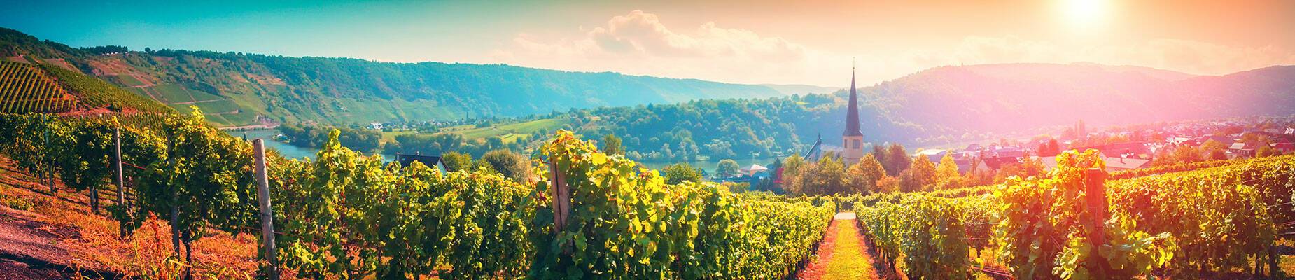 Panoramic view of a German vineyard at sunset
