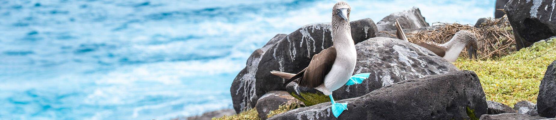 A blue-footed booby on a rock in the Galapagos Islands