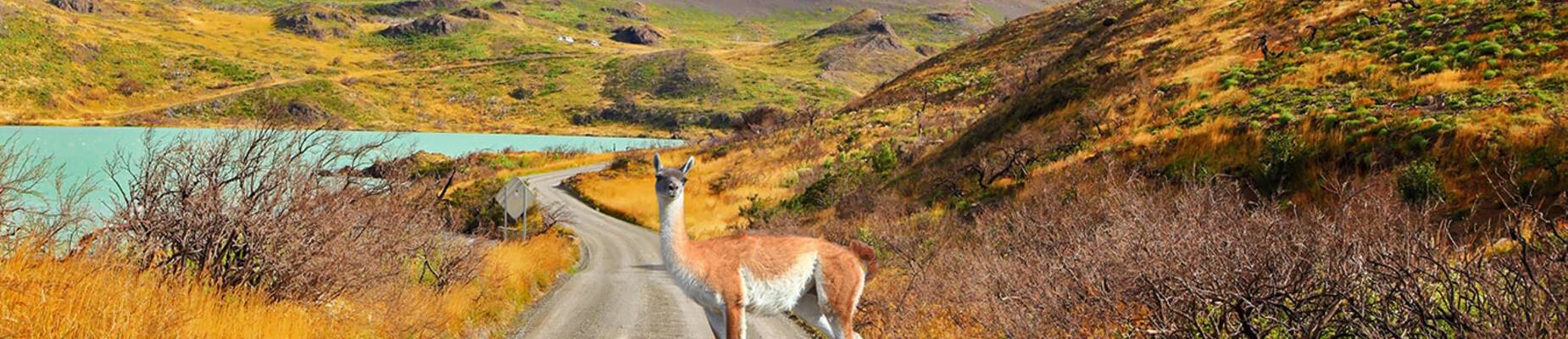 South American Wildlife