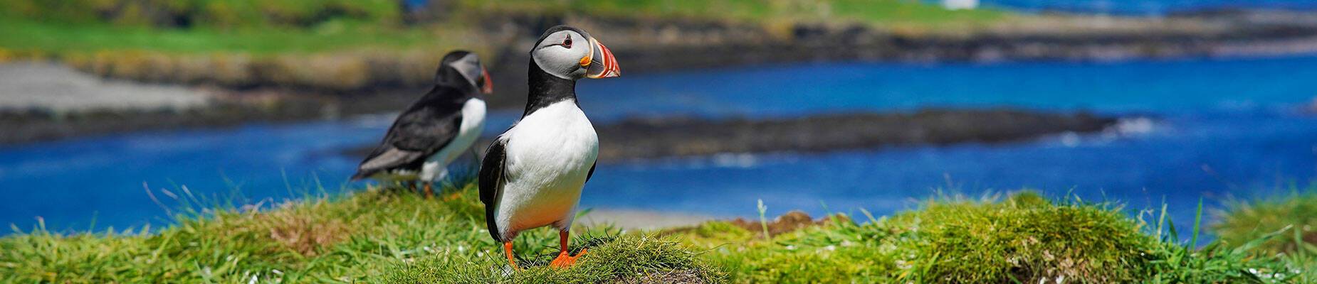 Two puffins on Isle Lunga in Scotland