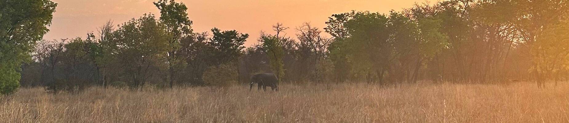 A lone male elephant in Hwange National Park