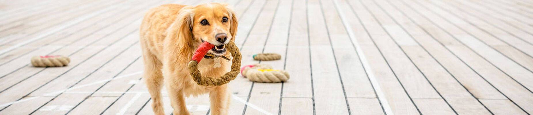 Panoramic image of a dog playing on Queen Mary 2