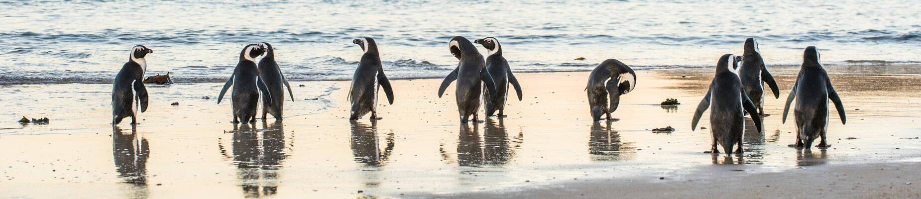 African Penguins on the beach at sunset in South Africa