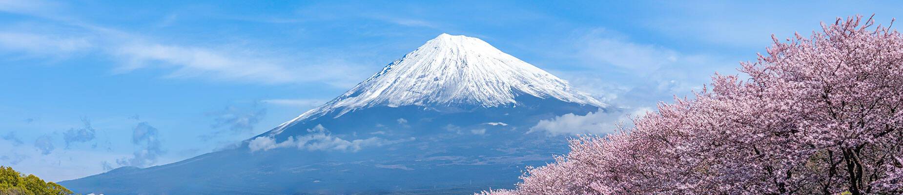 A panoramic view of Mount Fuji surrounded by cherry blossom