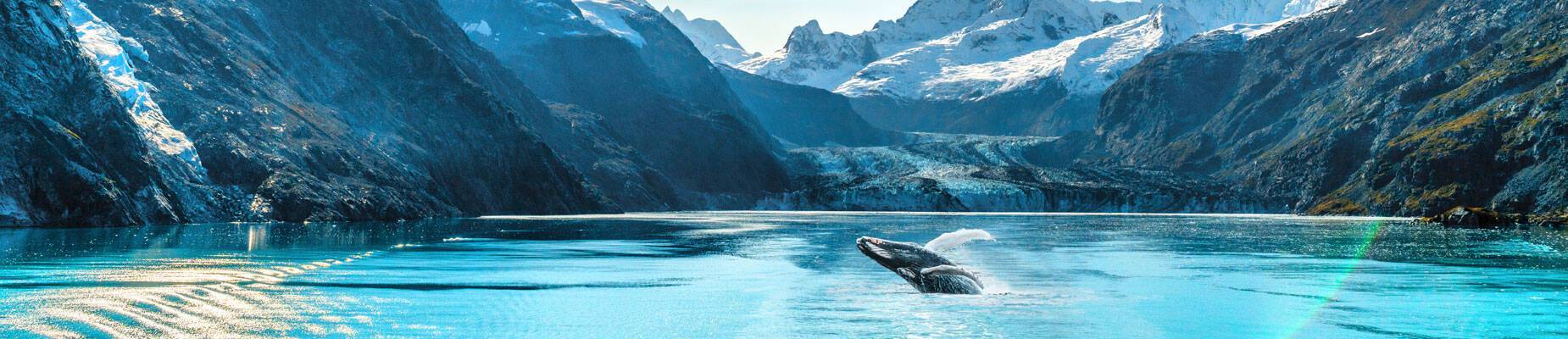 Whale watching in Alaska