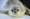 Weddell Seal in Antarctica