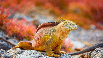 View Cruise2026 All-Inclusive Ultra-Luxury Galapagos Islands ExpeditionDeal