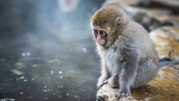 View CruiseExclusive 2026 Japan, Mount Fuji & Snow MonkeysDeal