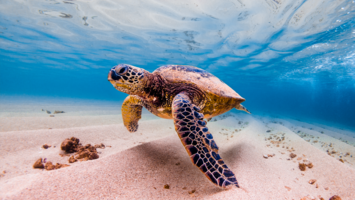 View Cruise2028 Tahitian Treasures & Hawaii HighlightsDeal