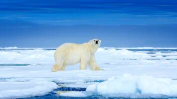 View Cruise2026 All-Inclusive Realm of the Polar BearDeal