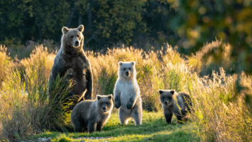 View Cruise2027 Alaska & Canada Discovery by Land, Rail & SeaDeal