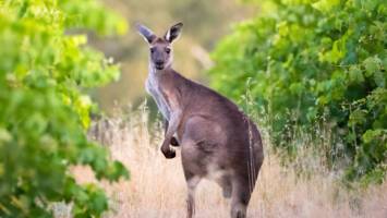 View Cruise2029 All-Inclusive 5★ Grand Australia CircumnavigationDeal