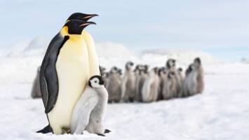 View CruiseAntarctic & Falklands ExpeditionDeal