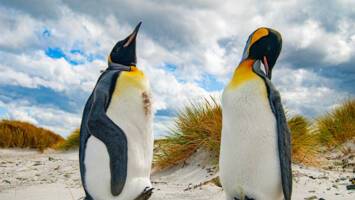 View Cruise2026 All-Inclusive Antarctica, Falklands & South Georgia ExpeditionDeal