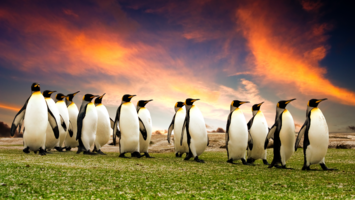 View CruiseExclusive 2026 Antarctica & Falkland Islands ExpeditionDeal